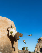 Brain Dead Equipment: Climbing 5