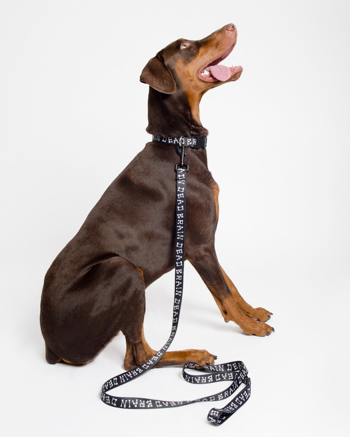 Boneman Dog Collar - Black 5